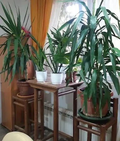 Mandarina Lux Apartment